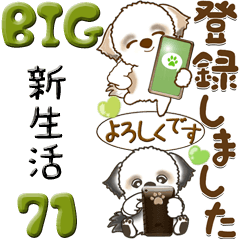 [LINEスタンプ] 【Big】シーズー犬 71『新生活』