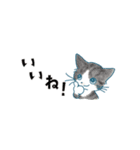 猫たちのヨコナガスタンプ（個別スタンプ：8）