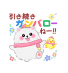 冬に使えるポメラニアン「ぽちゃん」改訂版（個別スタンプ：12）