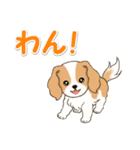 ちびキャバリアの毎日（個別スタンプ：1）