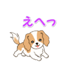 ちびキャバリアの毎日（個別スタンプ：7）
