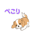 ちびキャバリアの毎日（個別スタンプ：8）