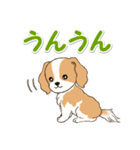 ちびキャバリアの毎日（個別スタンプ：12）