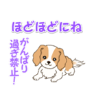 ちびキャバリアの毎日（個別スタンプ：16）