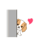 ちびキャバリアの毎日（個別スタンプ：24）