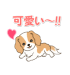 ちびキャバリアの毎日（個別スタンプ：25）