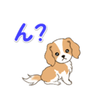 ちびキャバリアの毎日（個別スタンプ：29）