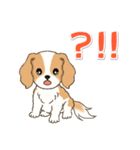 ちびキャバリアの毎日（個別スタンプ：30）