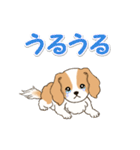 ちびキャバリアの毎日（個別スタンプ：31）