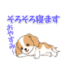 ちびキャバリアの毎日（個別スタンプ：37）