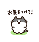 毎日使える！敬語！ハチワレ黒白猫ちゃん（個別スタンプ：30）