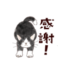 関西弁で伝える猫たちのスタンプ2（個別スタンプ：6）