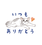 関西弁で伝える猫たちのスタンプ2（個別スタンプ：7）