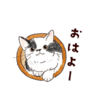 関西弁で伝える猫たちのスタンプ2（個別スタンプ：9）
