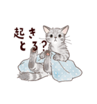 関西弁で伝える猫たちのスタンプ2（個別スタンプ：11）