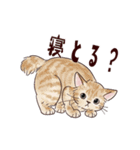 関西弁で伝える猫たちのスタンプ2（個別スタンプ：12）