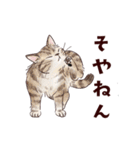 関西弁で伝える猫たちのスタンプ2（個別スタンプ：14）