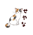 関西弁で伝える猫たちのスタンプ2（個別スタンプ：15）