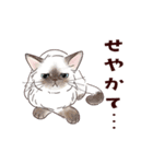 関西弁で伝える猫たちのスタンプ2（個別スタンプ：16）