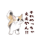 関西弁で伝える猫たちのスタンプ2（個別スタンプ：17）