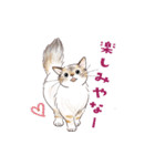 関西弁で伝える猫たちのスタンプ2（個別スタンプ：18）