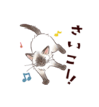 関西弁で伝える猫たちのスタンプ2（個別スタンプ：20）