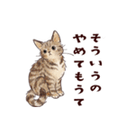 関西弁で伝える猫たちのスタンプ2（個別スタンプ：25）