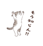 関西弁で伝える猫たちのスタンプ2（個別スタンプ：30）