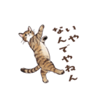 関西弁で伝える猫たちのスタンプ2（個別スタンプ：32）