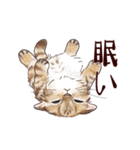 関西弁で伝える猫たちのスタンプ2（個別スタンプ：34）