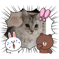 可愛い 猫スタンプ Lineスタンプ Kasuya Stamp 可愛い 猫スタンプ Lineスタンプ Kasuya Stamp
