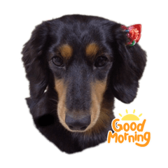 ミニチュアダックス 老犬 | LINEスタンプ | mahi