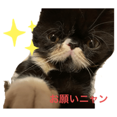 [LINEスタンプ] 我が家にぽんずくんがやって来た