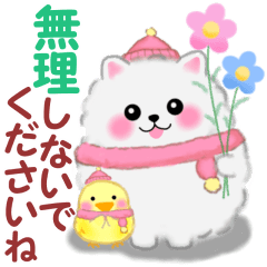 [LINEスタンプ] 冬に使えるポメラニアン「ぽちゃん」改訂版