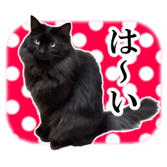 [LINEスタンプ] 実写♥️ふわふわ黒猫長毛