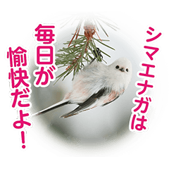 [LINEスタンプ] シマエナガコラボスタンプ ぼくシマVer