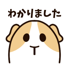 [LINEスタンプ] 敬語の真顔のモルモットちゃん