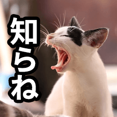 [LINEスタンプ] あくび猫
